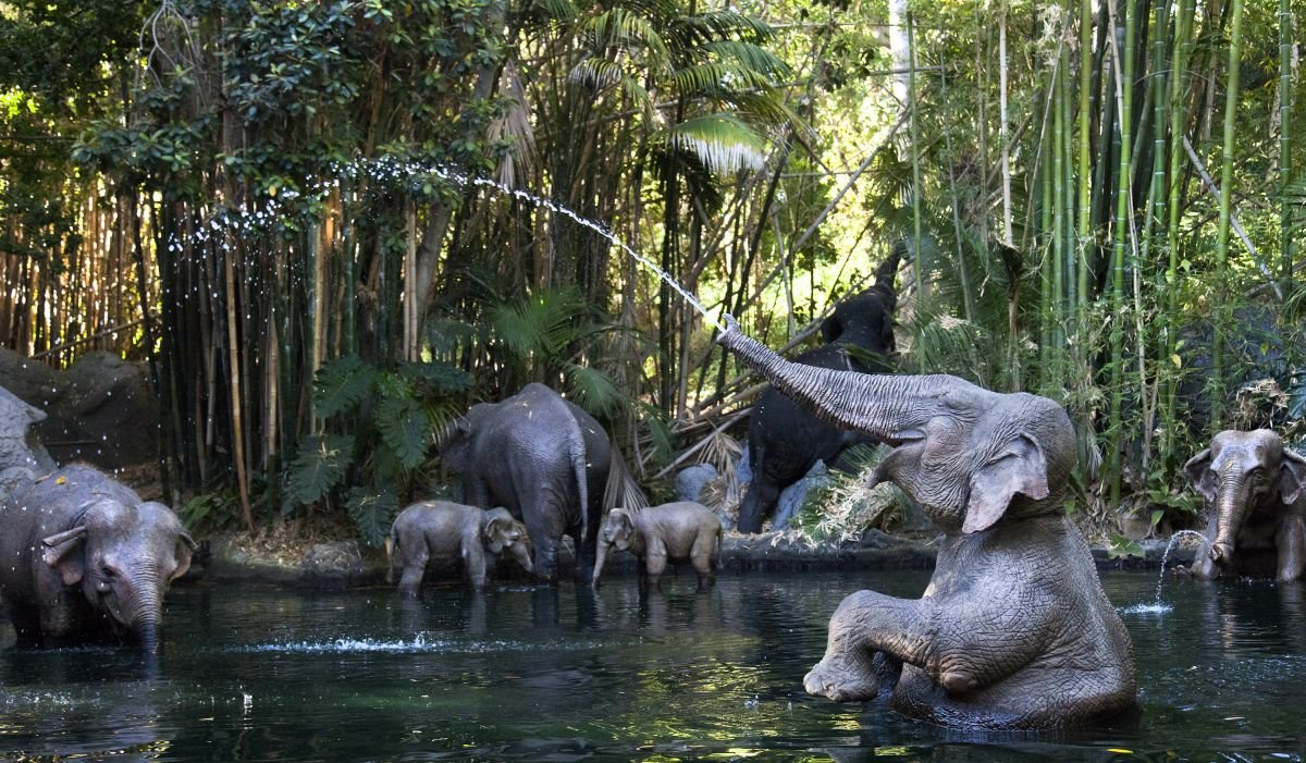 Elephants in Jungle Cruise