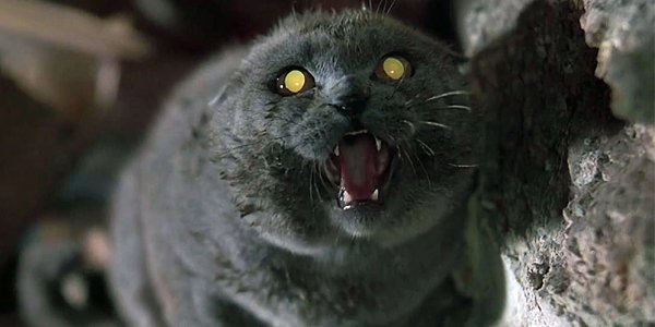 The Very Specific Reason The Original Pet Sematary Chose Its Breed Of Cat -  CINEMABLEND